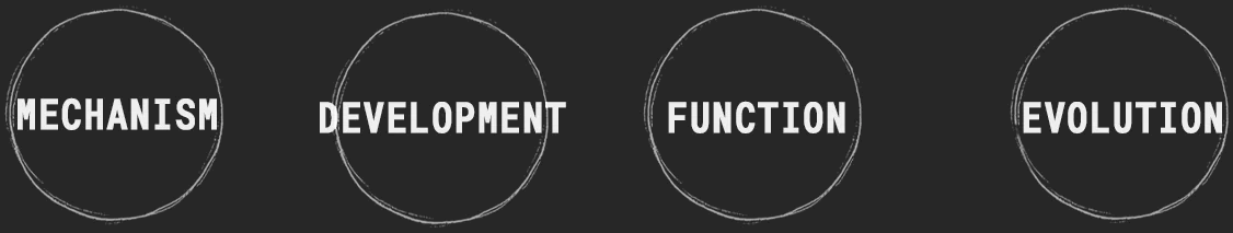 Four linked circles labelled Mechanism, Development, Function, and Evolution.